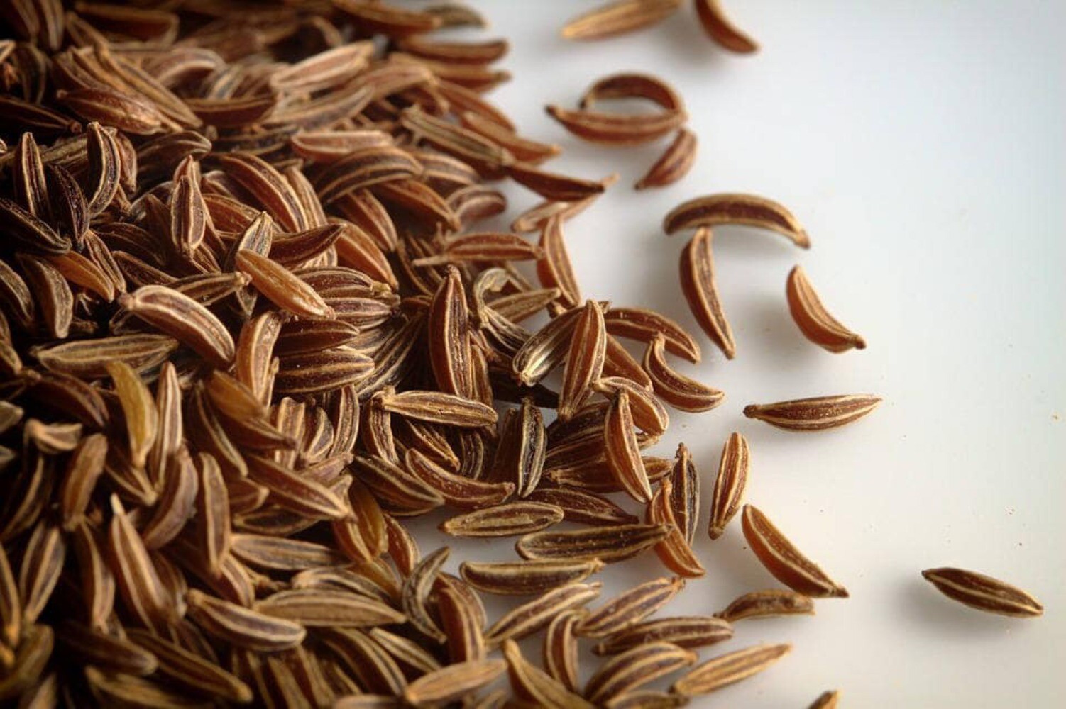400 CARAWAY Carum Carvi HERB Flower Seeds