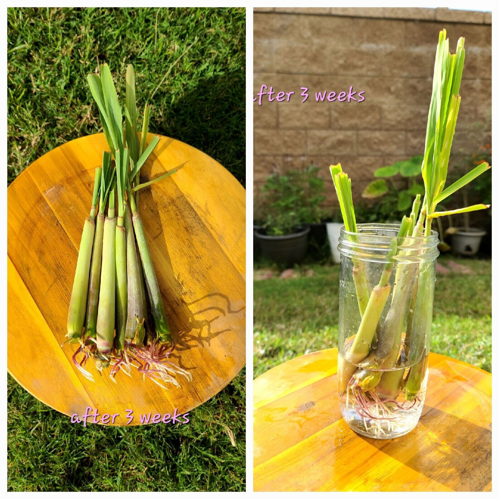Lemongrass Plants (ตะไคร้), (sả), – 10 Inches Long, Rooted and Ready to Plant