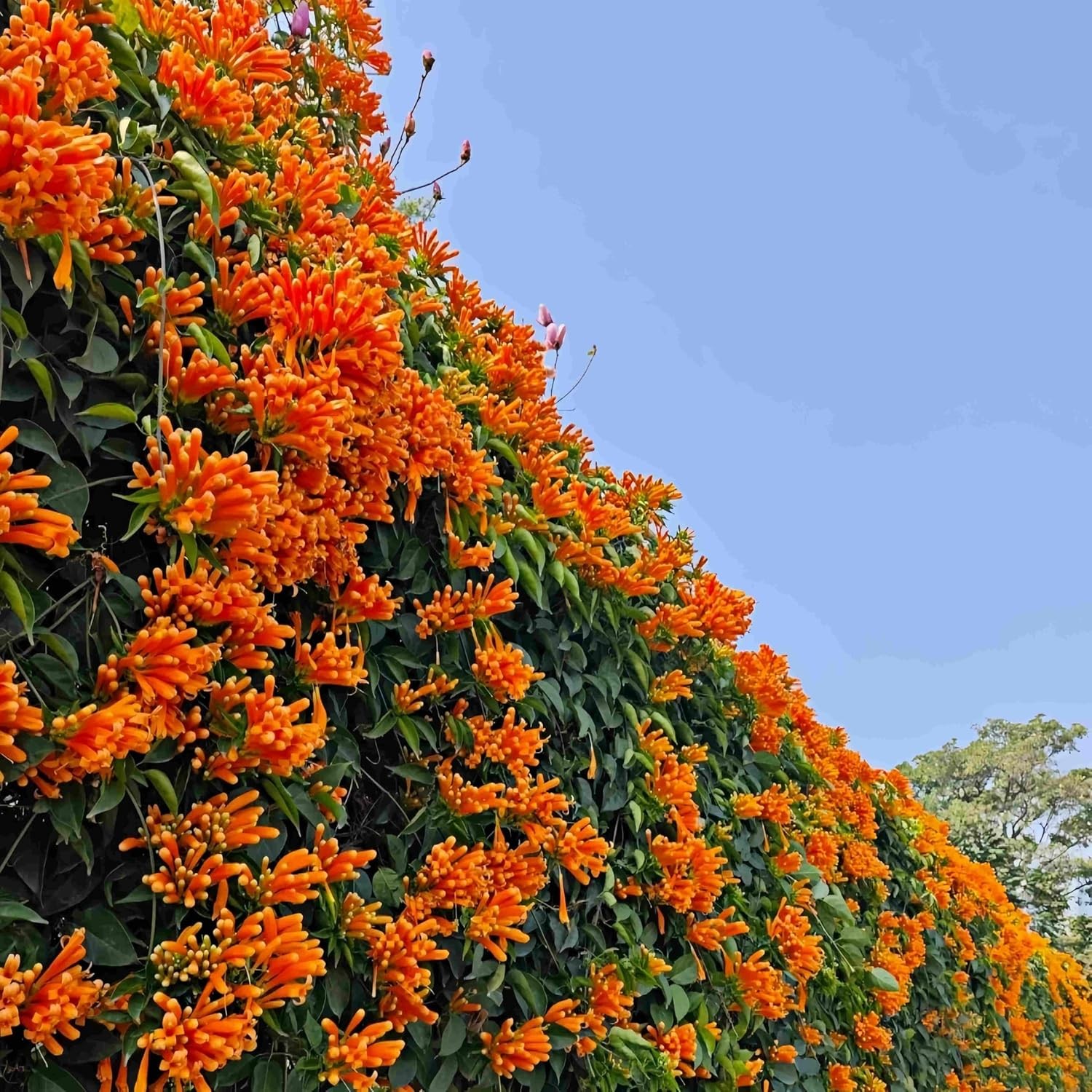 100 Count Pyrostegia Venusta Flower Seeds Firecracker Cigar Plant – Perennial Fa