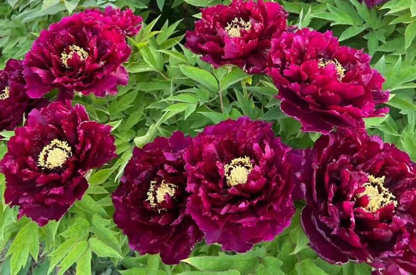 10 Deep red Large peony seeds, emitting a pleasant fragrance. Free shipping