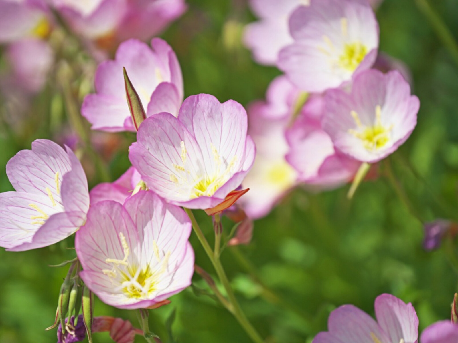 Showy Evening Primrose Seeds, Pink Ladies, Amapola, Mexican Primrose, FREE SHIP