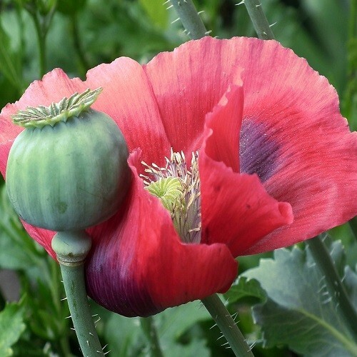 2,500+ Heirloom Giganteum Poppy seeds The Giant Rattle Worlds Largest Poppy USA