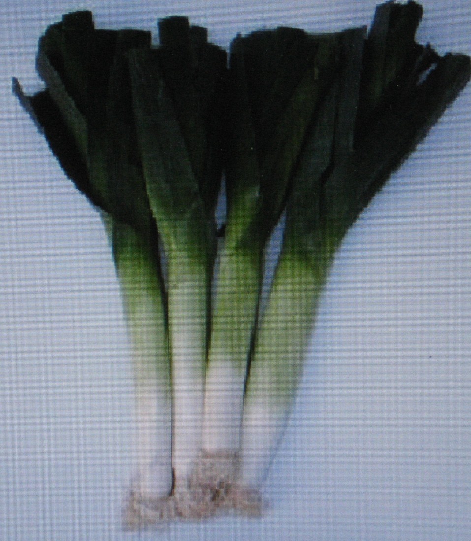 LEEK*LARGE AMERICAN FLAG*150 SEEDS* SWEET*