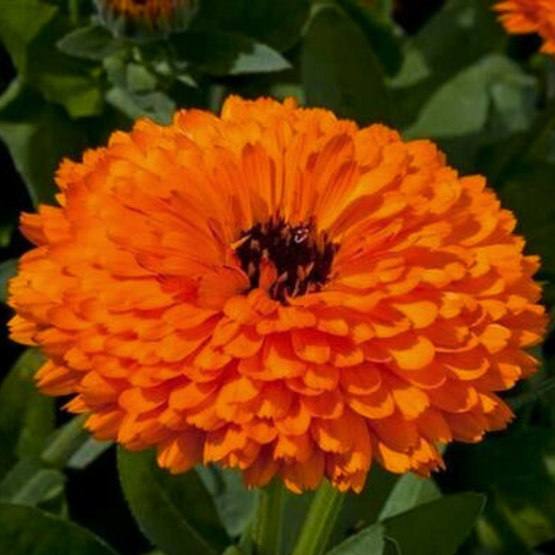 Fresh Premium French Marigold Calendula Seeds | Heirloom Non-GMO | Flower Seeds