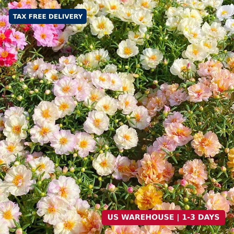 11000+ Mixed Color Moss Rose Seeds for Planting -Drought Tolerant Seeds, Ideal f