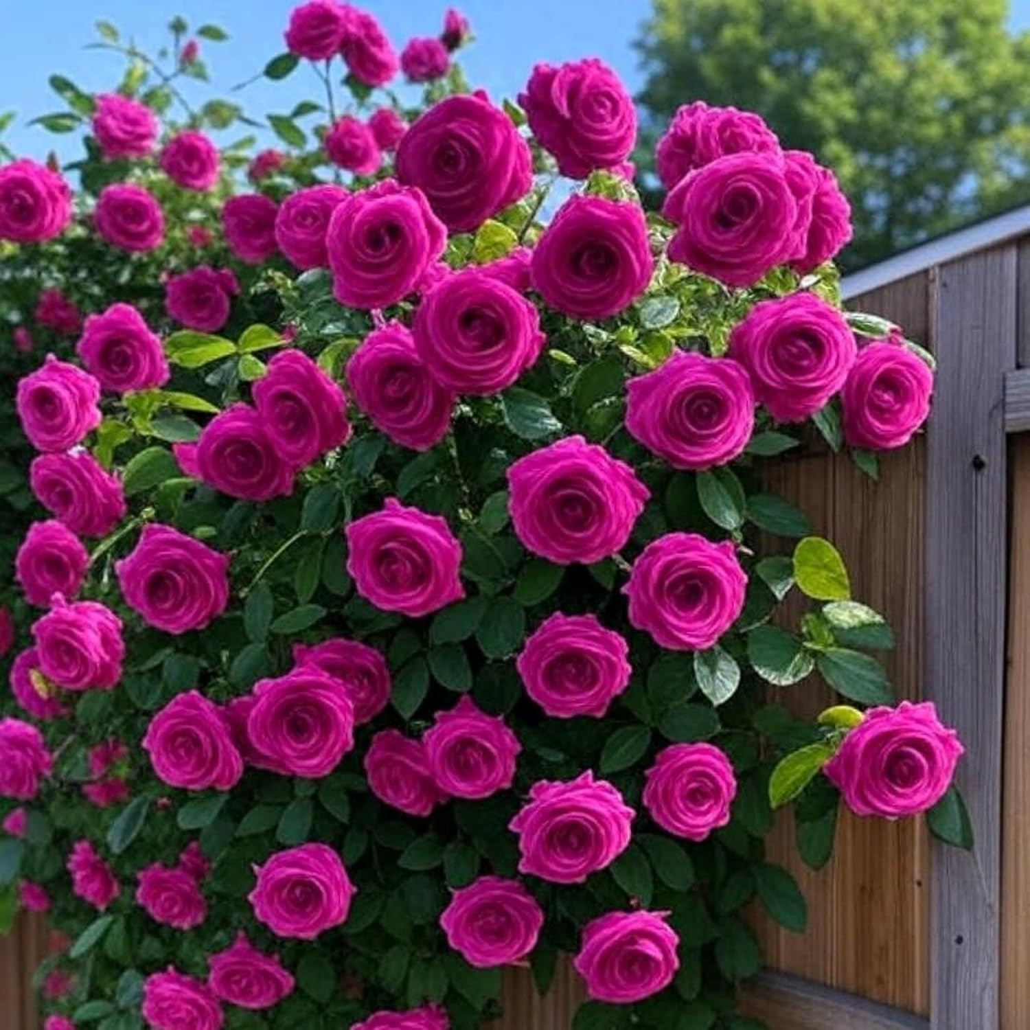 Climbing Rose Seeds for Planting – 300+ Mix Climbing Rose Rosa Bush Vine Climbin