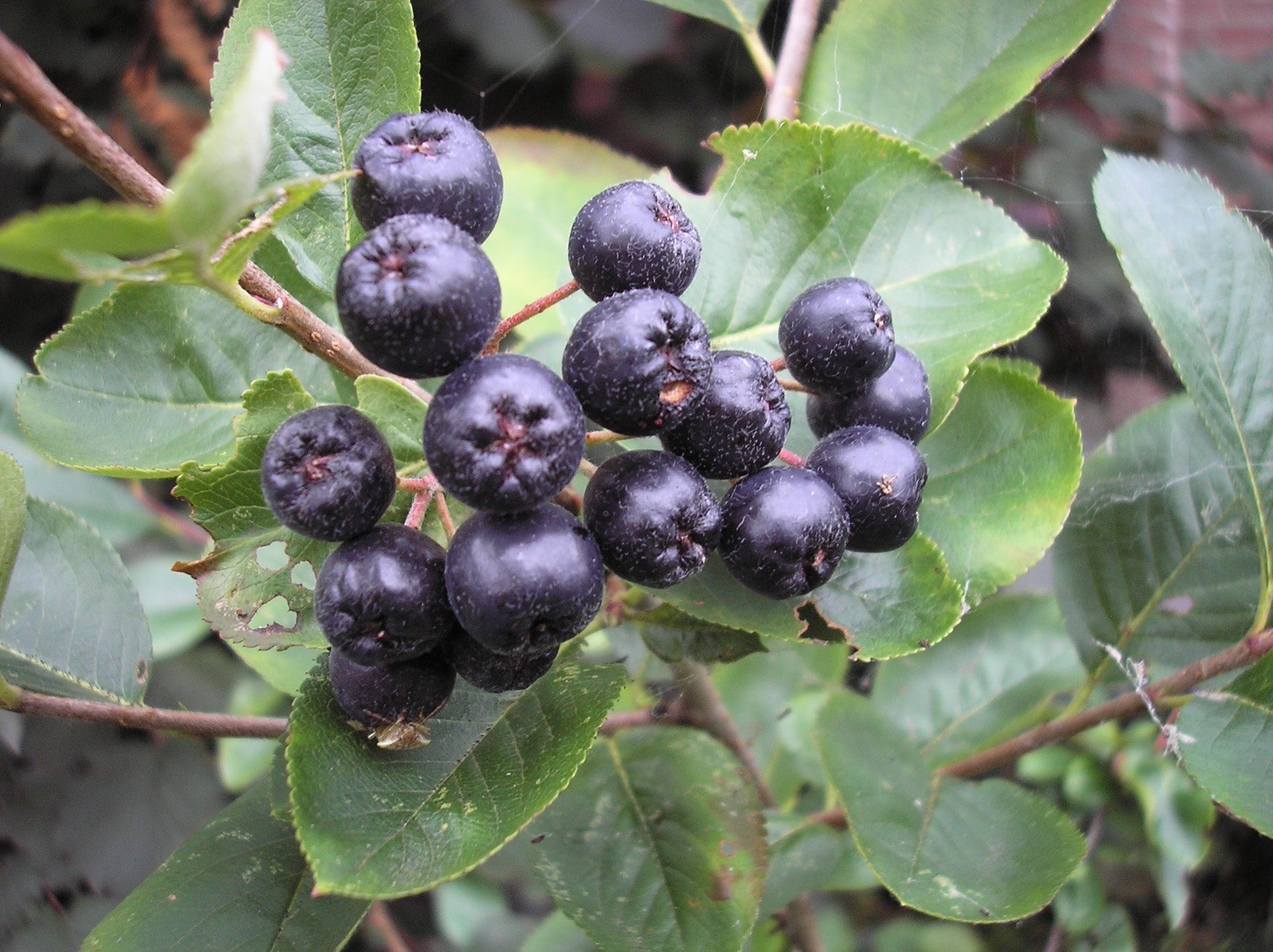 Aronia melanocarpa 100 Seeds – Black Chokeberry