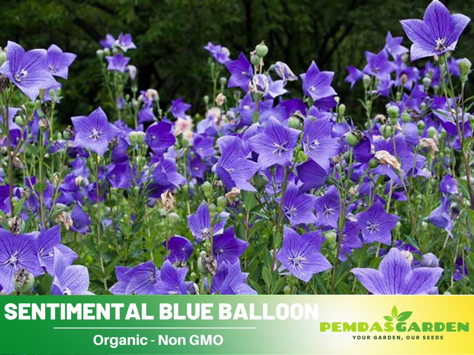60 seeds| Blue Balloon Flower (Platycodon grandiflorus) Herb seeds #6005