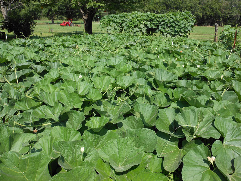 Bushel Basket Gourd, Lagenaria siceraria, Seeds (30-50 lbs)