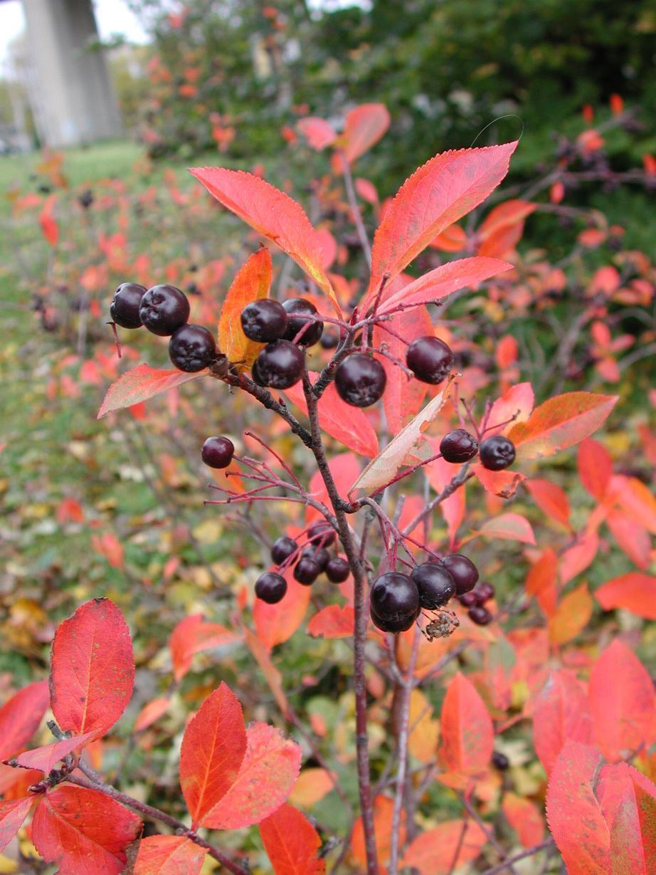 Black Chokeberry Shrub, Aronia melanocarpa, Seeds (Edible, Fall Color, Hardy)