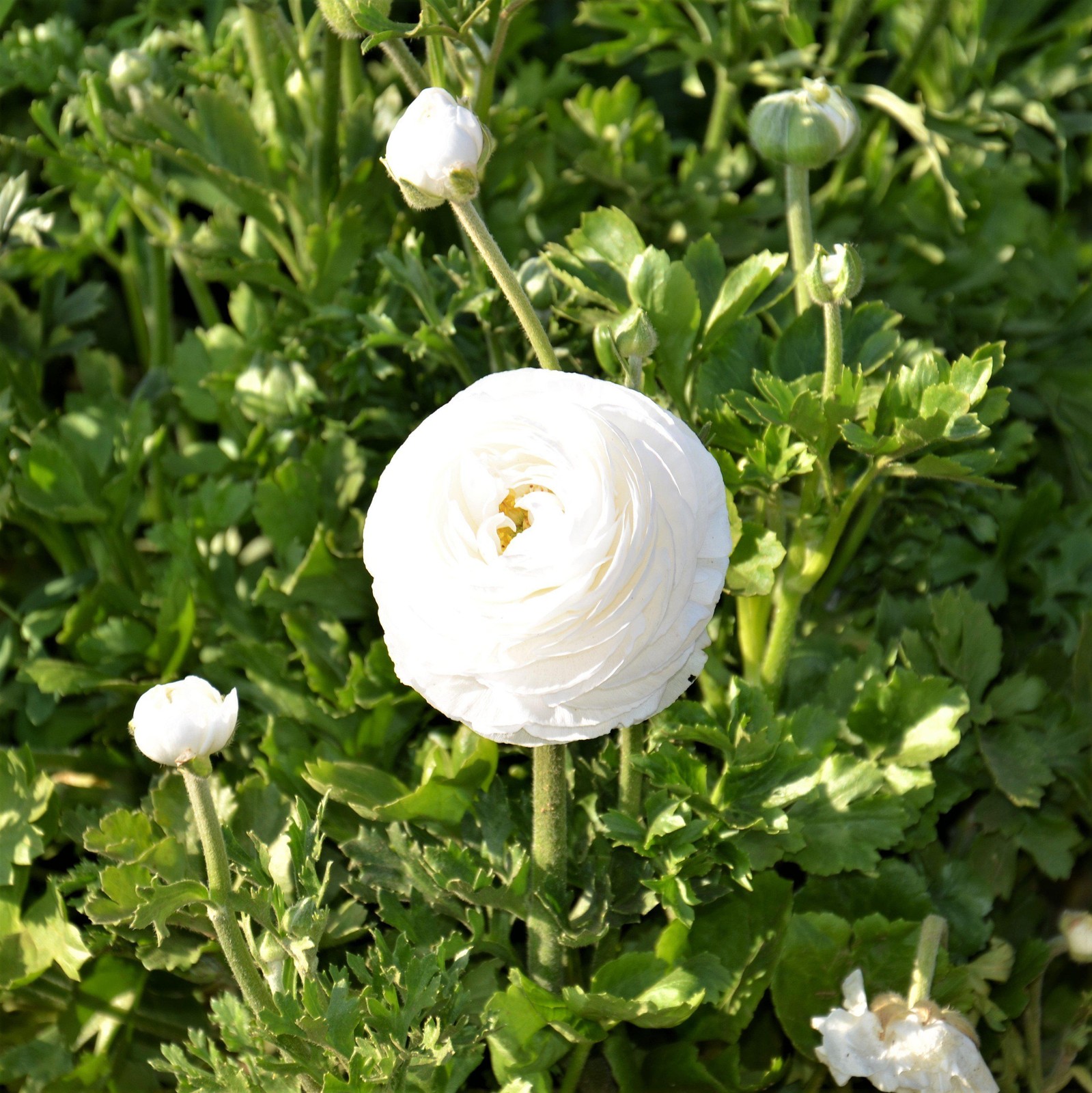 Easy to Grow Ranunculus Buttercup White 10 Plant Bulbs, Spring Flowers