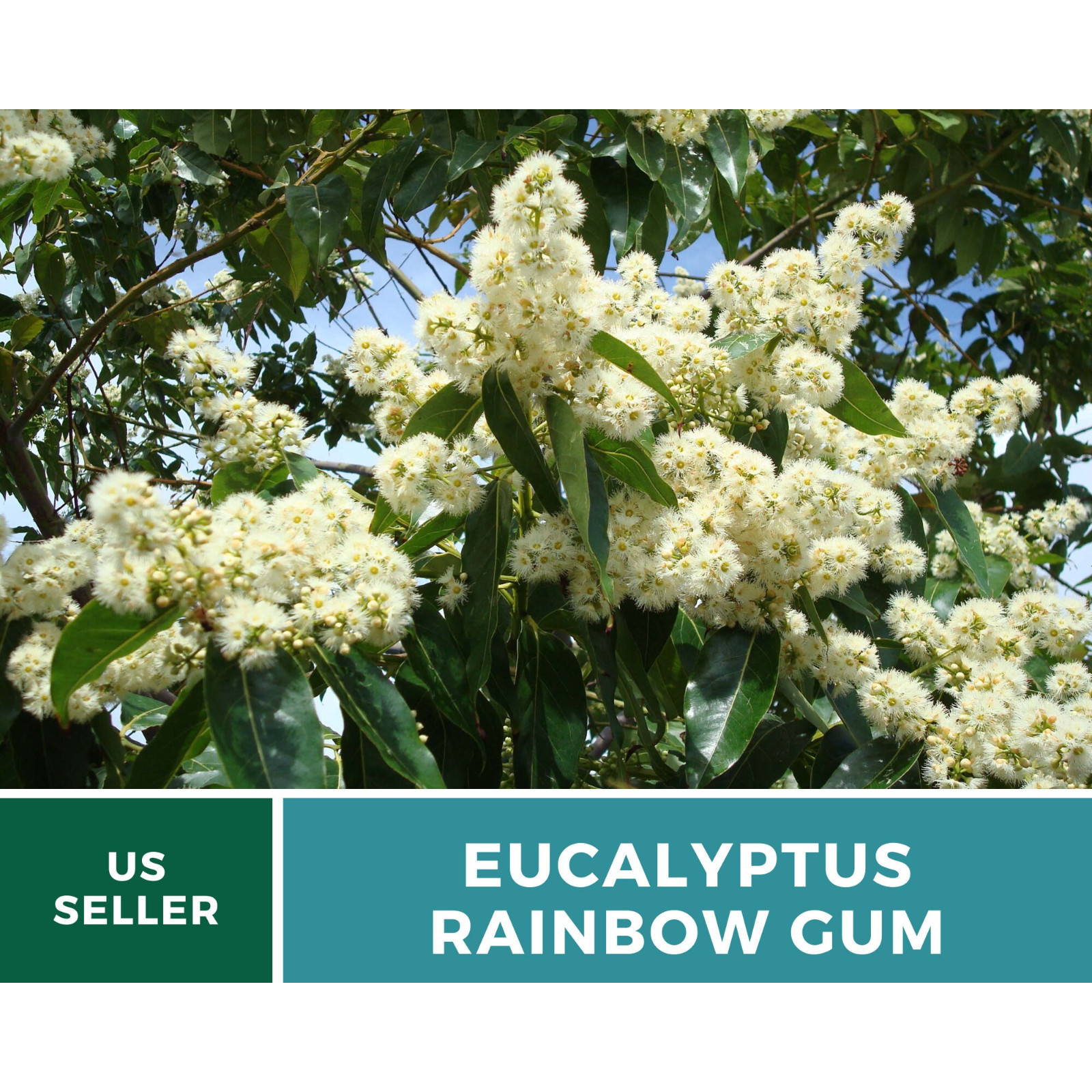 Eucalyptus, Rainbow Gum Tree seeds (Eucalyptus deglupta)