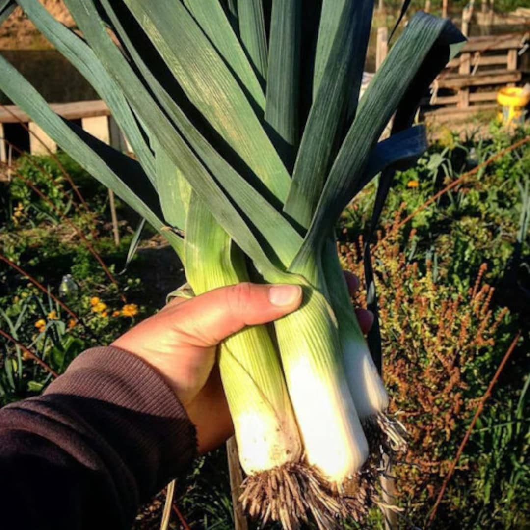 Giant Musselburgh Leek Seeds, Scotch Giant, Aprox 300 Seeds Free Shipping!