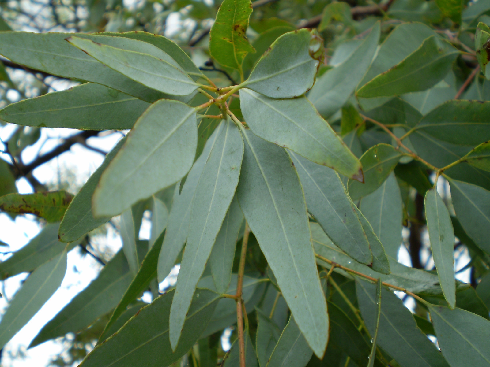 LEMON EUCALYPTUS TREE SEEDS * 7 SEEDS PER PKT. * AROMATIC * MEDICINAL *