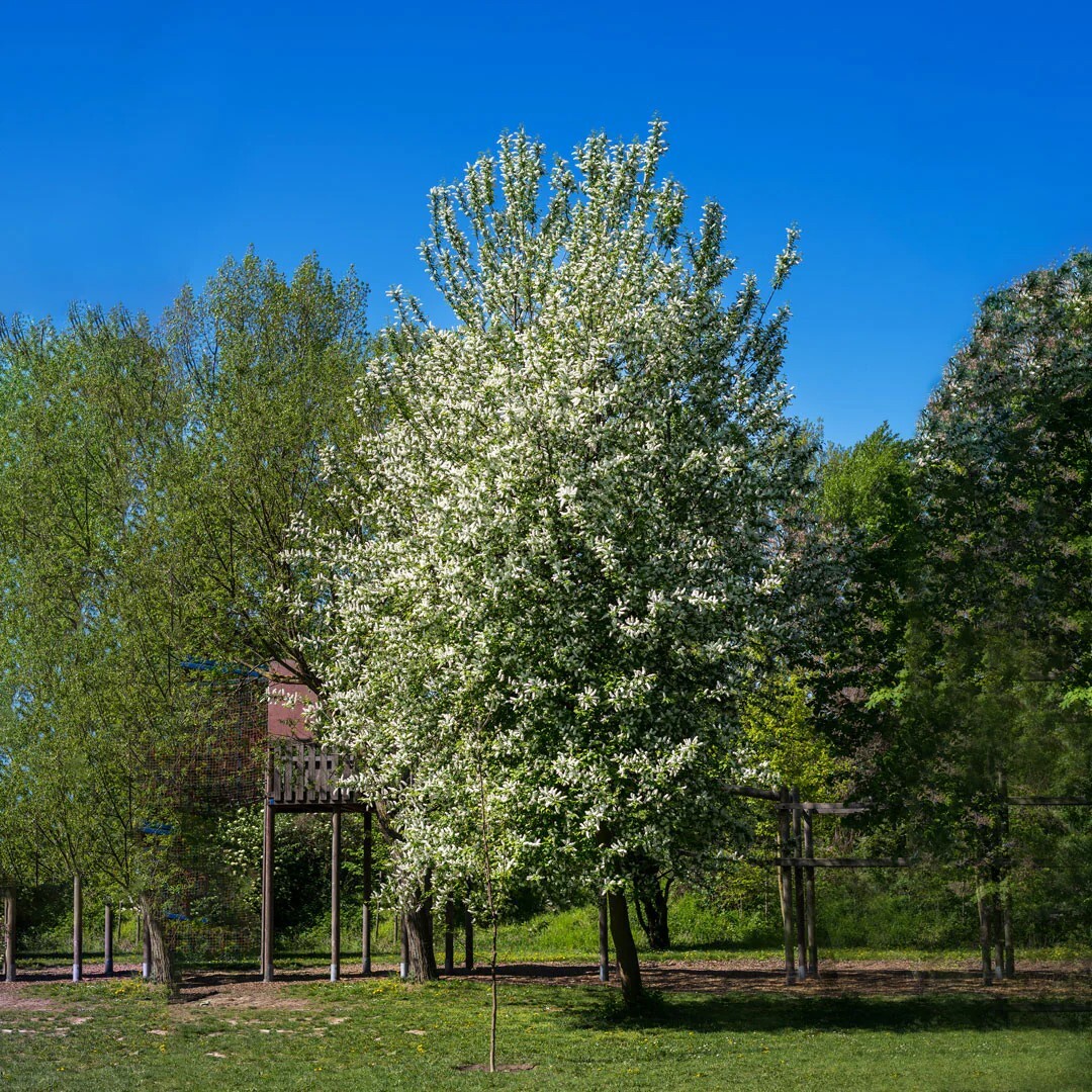 European Black Cherry Tree | Premium Seeds | Prunus padus ‘Summer’ | Plants’®