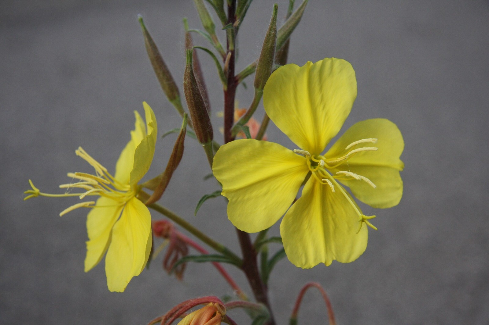Hooker’s Evening Primrose Seeds for California Native Garden Plants for Drought