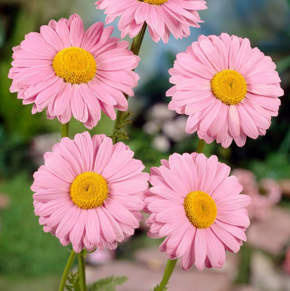 100 Seeds| Robinson’s Rose Daisy Seeds #N007