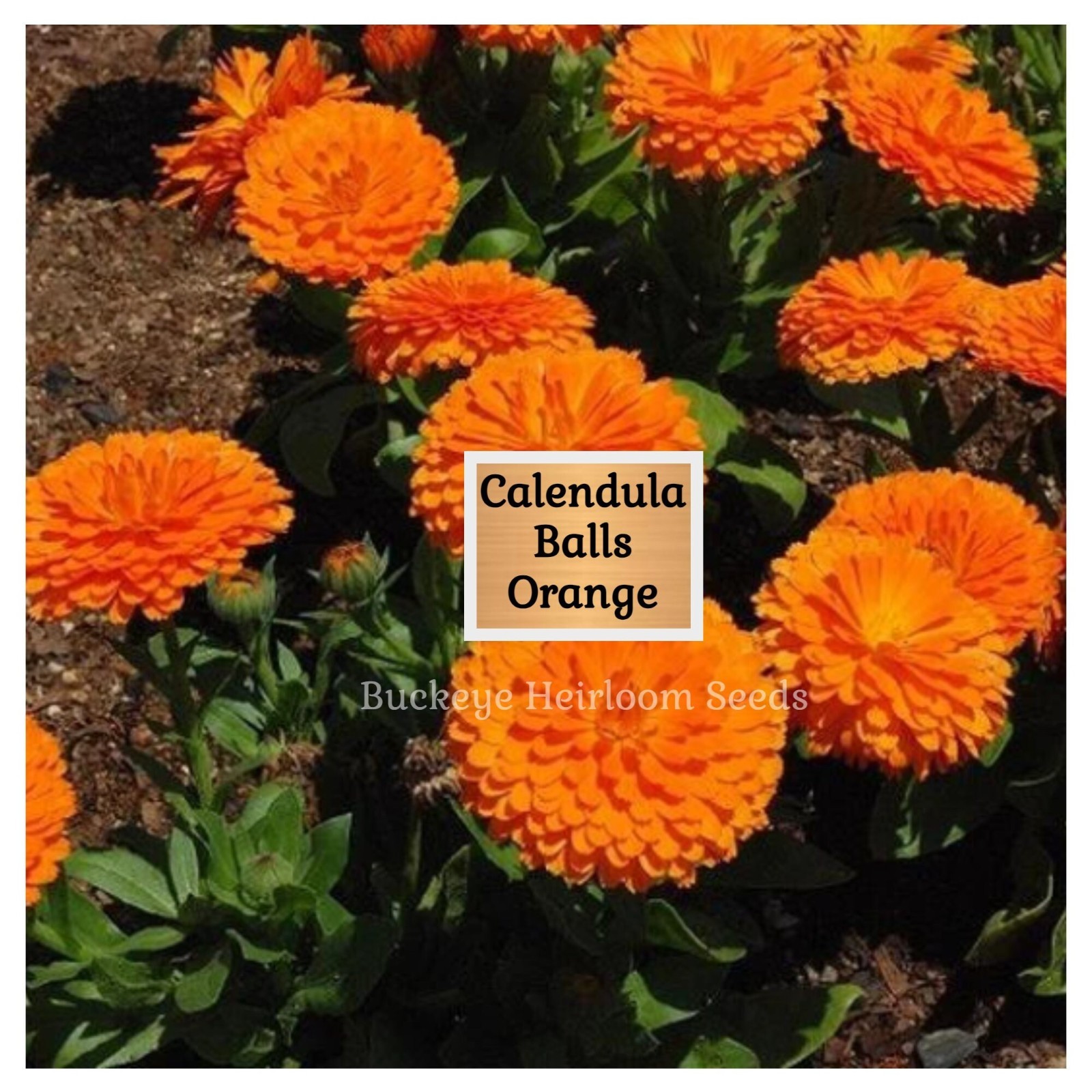 Calendula Flower Seeds – Ball’s Orange – 50 Healing Herb Seeds – Edible