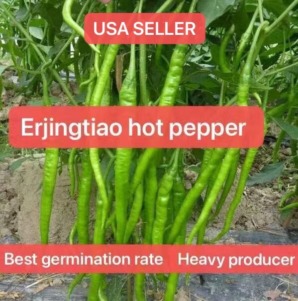 30+ Sichuan ErJingTiao Hot Pepper Seeds produced by 2024
