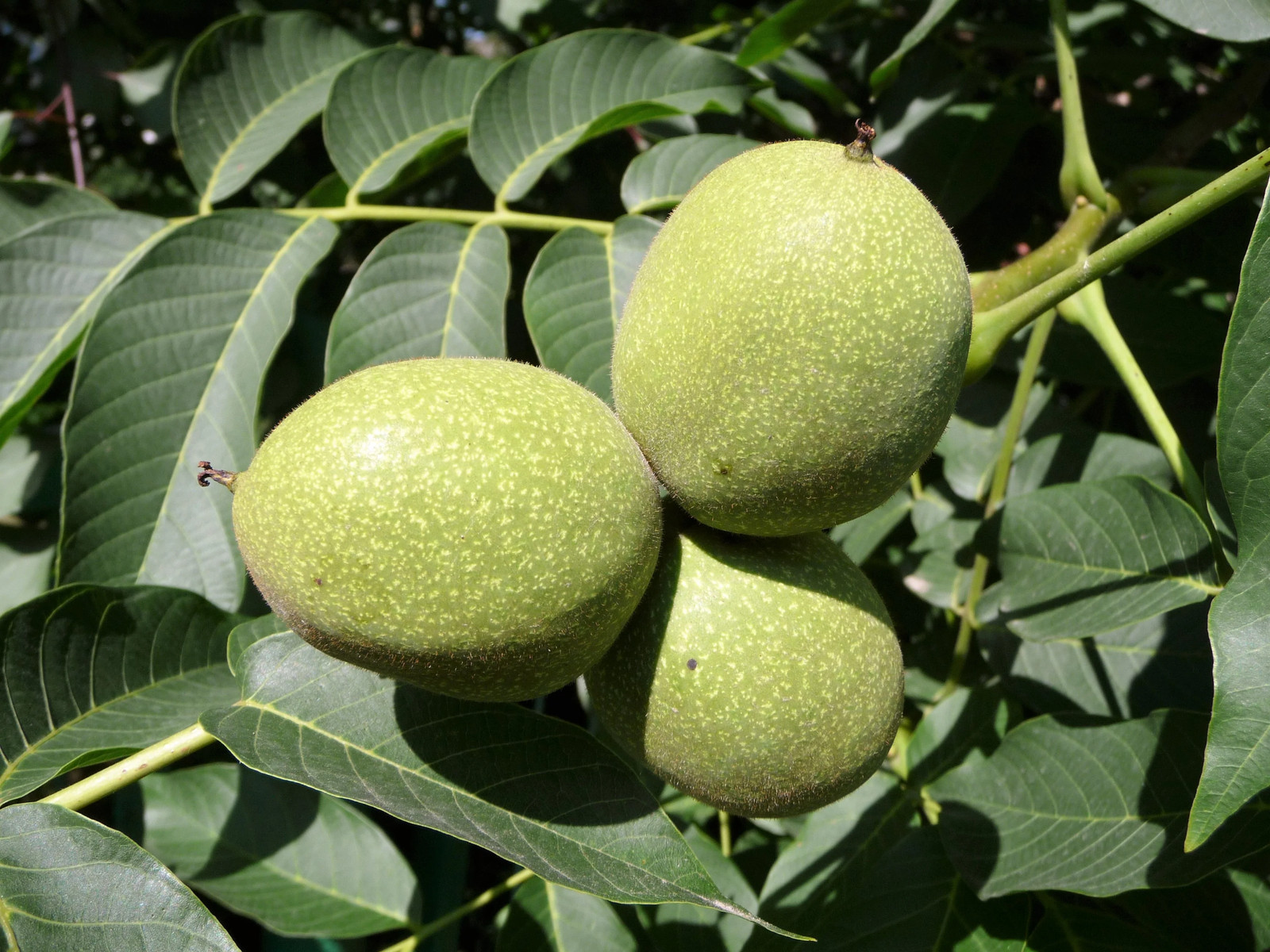 5 ENGLISH WALNUT Common Hardy Carpathian Nut Fruit Tree Juglans Regia Seeds