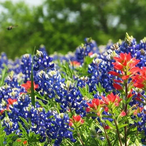 1000+ Texas Bluebonnet Seeds for Planting – Annual Lupinus Texensis, Heirloom