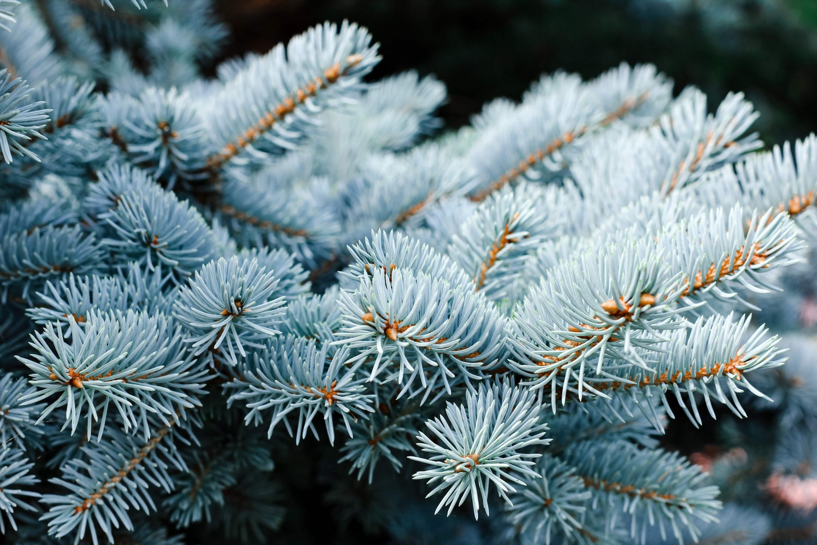 50 Colorado BLUE SPRUCE Tree Picea Pungens Glauca Christmas Tree Silver Seeds