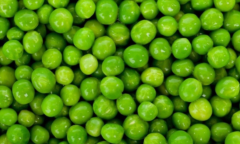 Green Arrow Garden Pea Seeds. Untreated FREE SHIPPING!