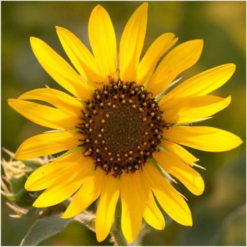 Wild Sunflower Seeds For Planting (Helianthus annuus)