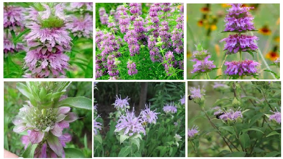 Lemon Monardo Bee Balm Mint 25 + Seeds USA Seller
