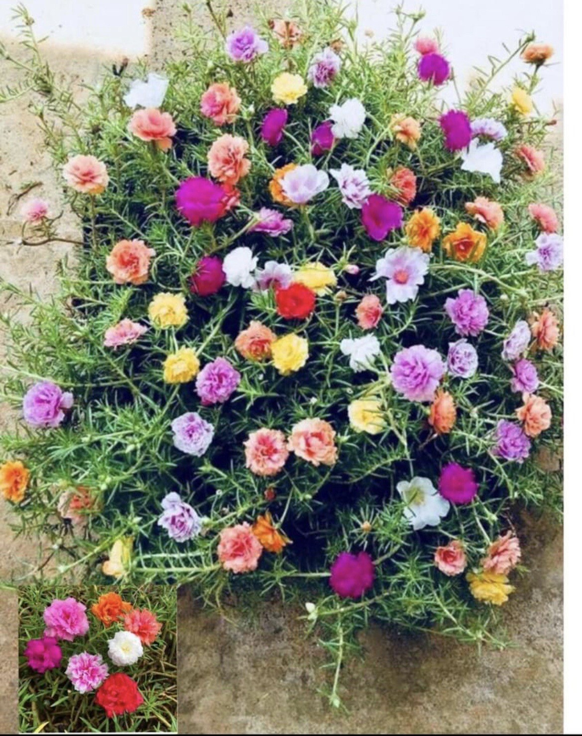 1000+ SEEDS MOSS Rose Double Mix Color- Portulaca grandiflora Buy2Get1Free