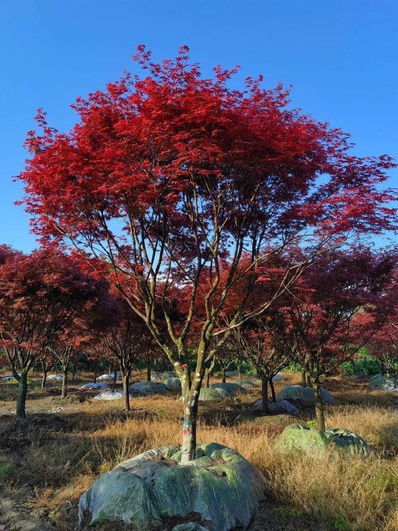 75 pcs Red Maple Tree Seeds for Planting. Acer Rubrum, Swamp Maple Tree Seeds