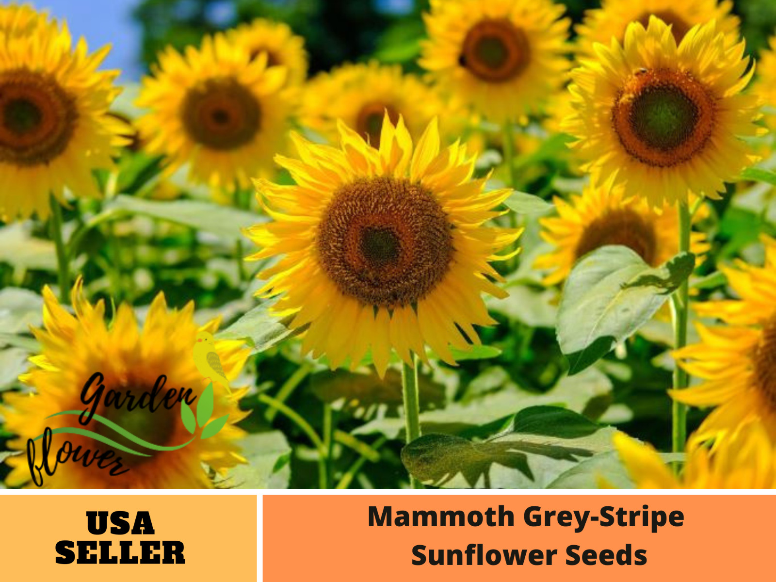 25+Seeds|Mammoth Grey Stripe Sunflowers Seeds #E025