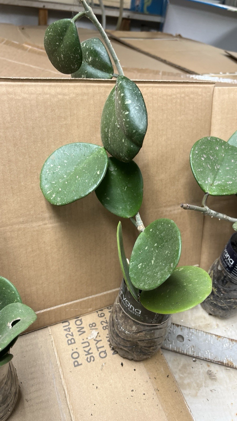 Hoya Obovata starter plant, well rooted, sent with the container, Wax plant