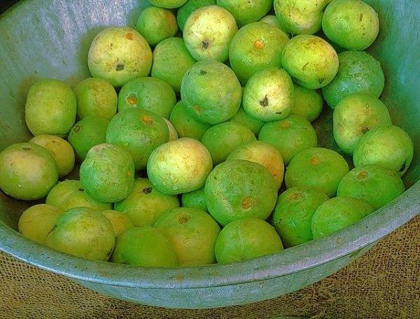 Lagenaria siceraria | Hard-shelled Gourd | Calabash | Tinda Gourd Apple | 5 See