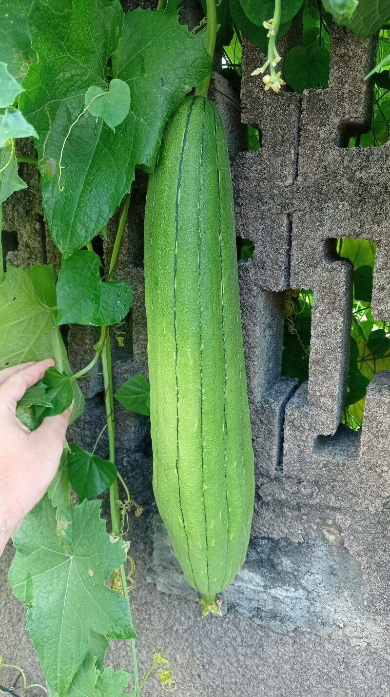 Luffa cylindrica | Sponge Gourd | 10 Seeds