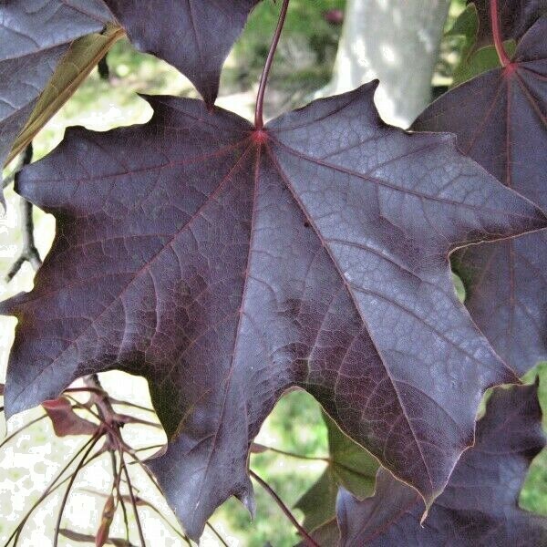 15 SCHWEDLERS NORWAY MAPLE SEEDS – Acer platanoides ‘Schwedleri’ ‘