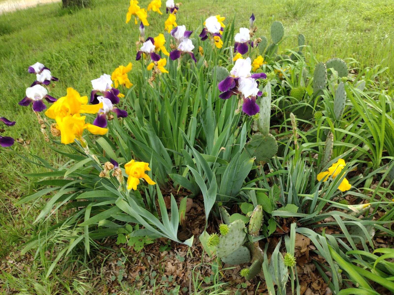 30x Fresh Bearded Iris Rhizomes Mixed Varieties