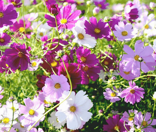 COSMOS SENSATION MIX Cosmos Bipinnatus – 5,000 Bulk Seeds