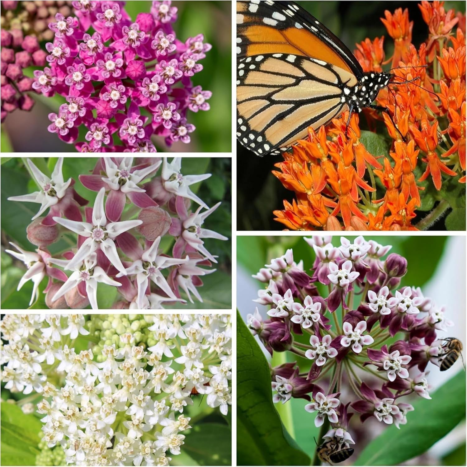 Seed Needs MEGA Milkweed Seed Packet Collection – 5 Individual Varieties