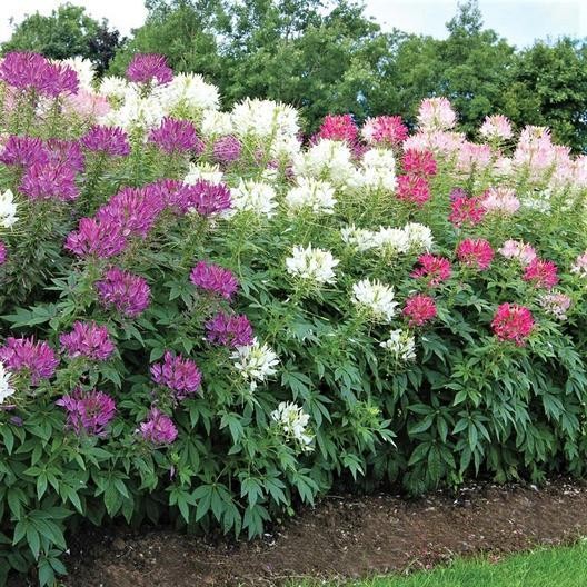 CLEOME Spider Flower Seeds 300+ Mixed Colors Pink, White, Purple Easy to Grow