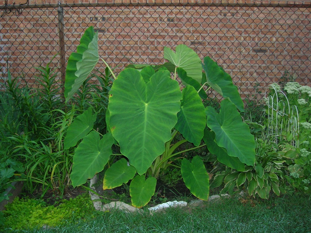 4 LIVE Colocasia Esculenta Elephant Ear Taro Gabi Kalo Eddo Bulbs READY to GROW