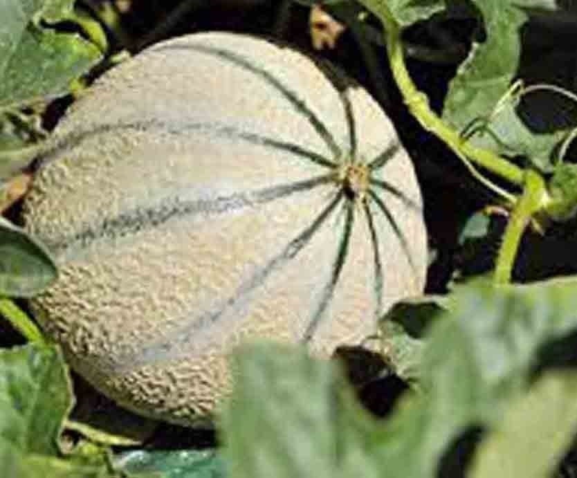 CHARENTAIS MELON FRUIT RARE FRENCH CANTALOUPE SWEET HEIRLOOM NON-GMO 20+ SEEDS