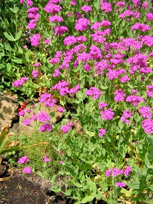 Catchfly 100 seeds. bright pink, Silene Ameria. blooms fast from seed. Campion.