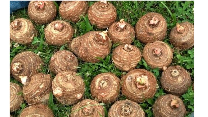 4 LIVE Colocasia Esculenta Elephant Ear Taro Gabi Kalo Eddo Bulbs READY to GROW