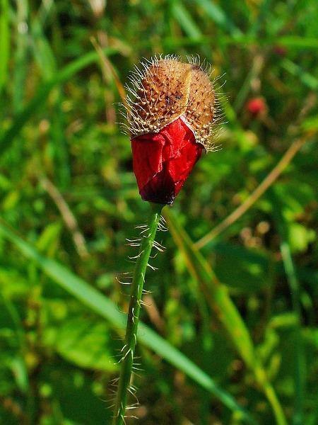 Papaver rhoeas | Corn or Flander’s Poppy | 200 Seeds
