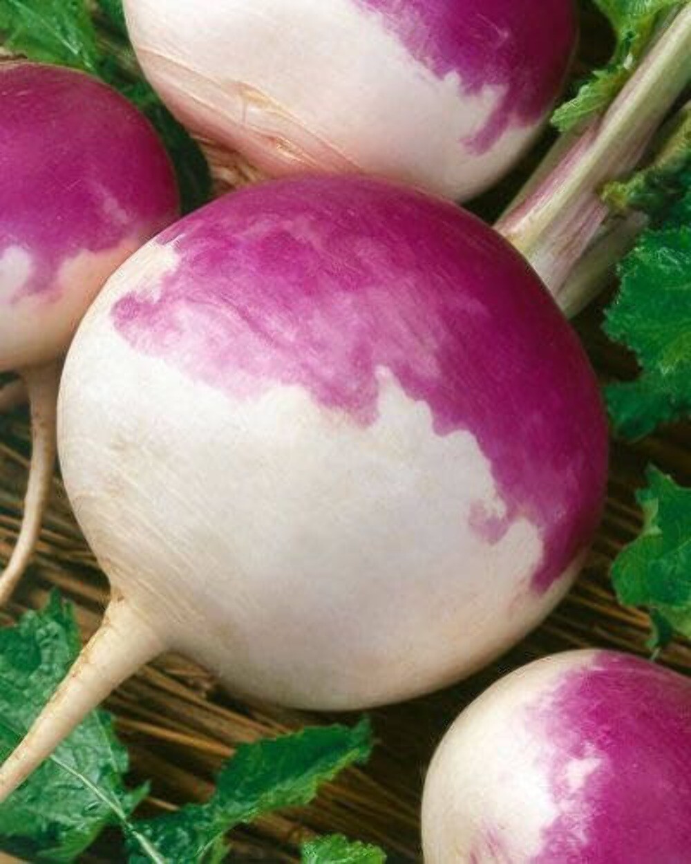 3000 PURPLE Top WHITE Globe TURNIP Brassica Rapa Vegetable Seeds