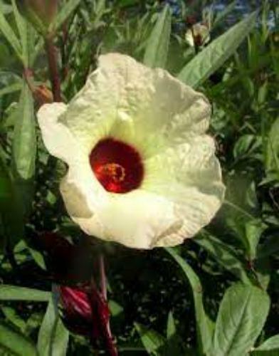Hibiscus sabdariffa | Yellow Flower | Roselle | Karkadeh | Pundi Palle | 10 Seed