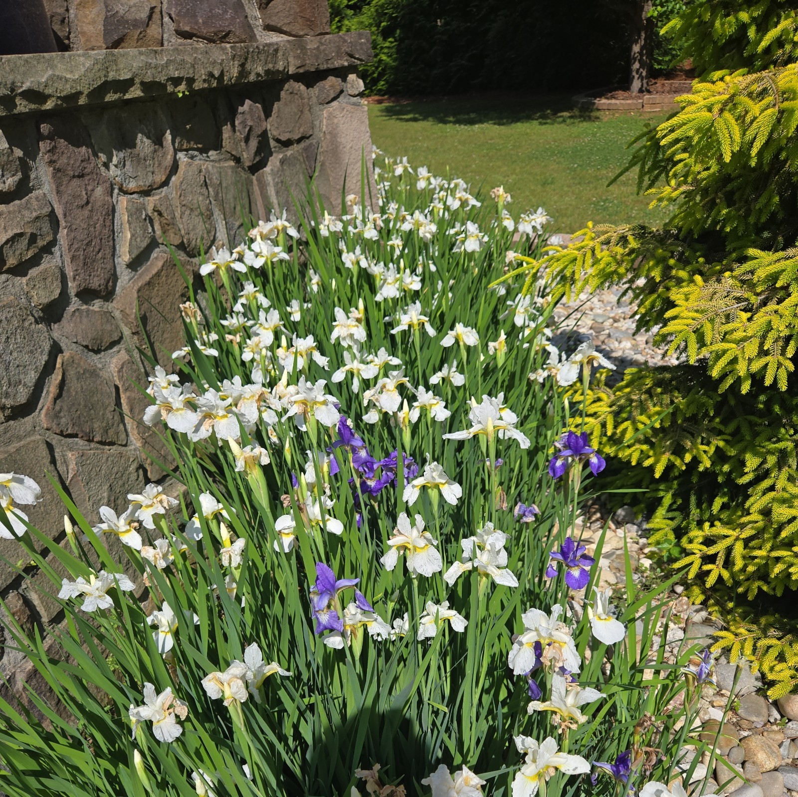 50+ Iris sibirica Siberian Iris Seeds – Purple and White Flowers Easy Perennial