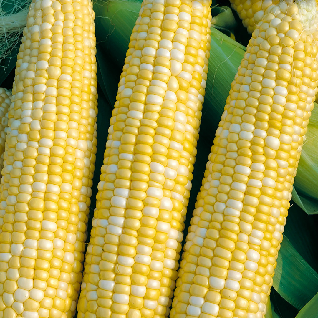 Fresh Peaches and Cream Corn Seeds | Sweet | Heirloom Non-GMO | Vegetable Seeds