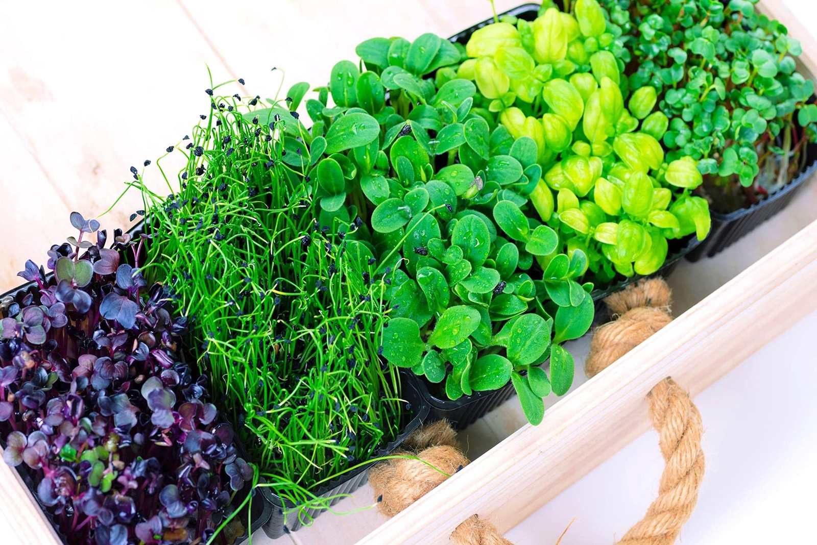 Microgreens Mix – Basil, Onion, Radish, Alfalfa, Wheatgrass – 5 of The Best Micr